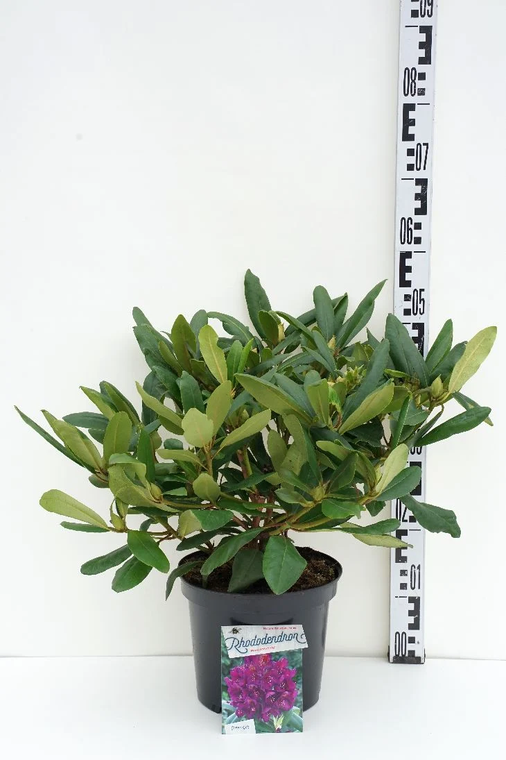 Rhododendron 'Marcel Menard' C5 (5 liters kruka) 30-40 cm