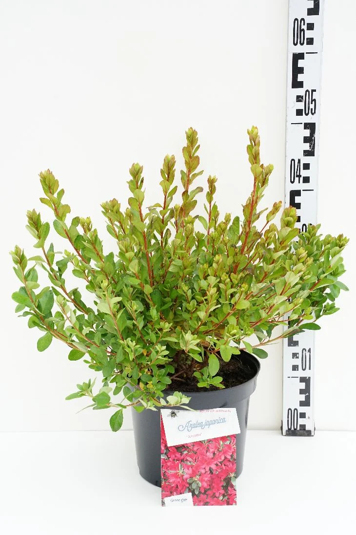 Rhododendron (AJ) 'Toreador' C5 (5 liters kruka) 25-30 cm