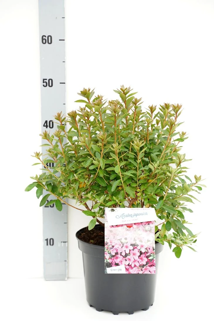 Rhododendron (AJ) 'Mad. van Hecke' C5 (5 liters kruka) 25-30 cm