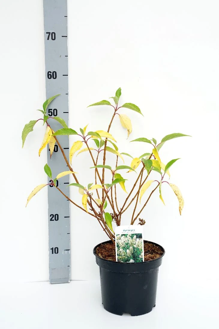 Hydrangea pan. 'Tardiva' C3 (3 liters kruka) 30-40 cm