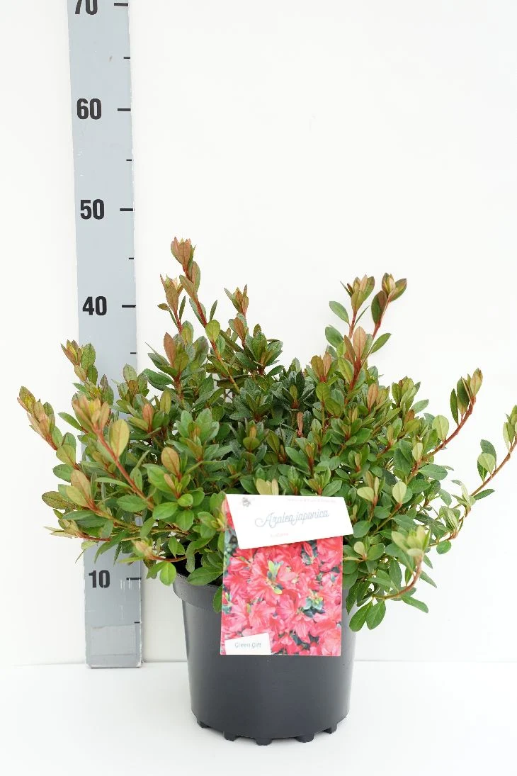 Rhododendron (AJ) 'Arabesk' C5 (5 liters kruka) 25-30 cm