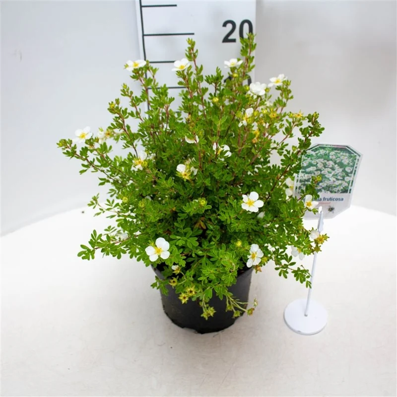 Pieris japonica 'White Cascade' C10 (10 liters kruka) 40-50 cm