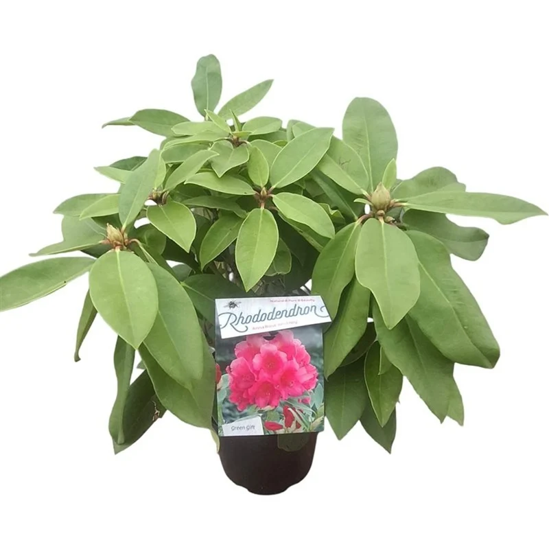 Rhododendron 'Anna Rose Whitney' C5 (5 liters kruka) 30-40 cm