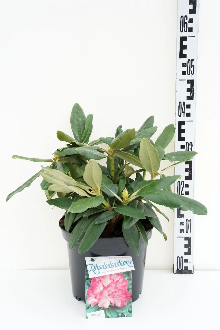 Rhododendron (Y) 'Fantastica' C5 (5 liters kruka) 30-40 cm