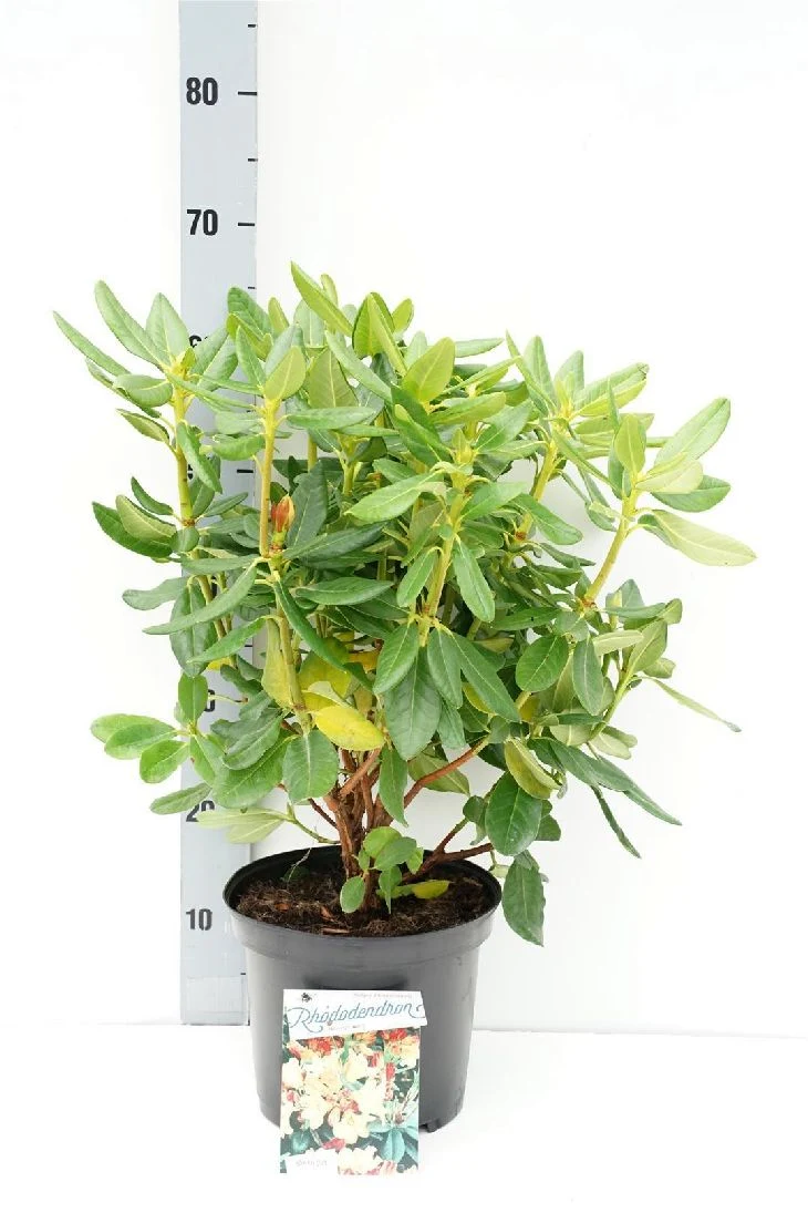 Rhododendron 'Nancy Evans' C5 (5 liters kruka) 30-40 cm
