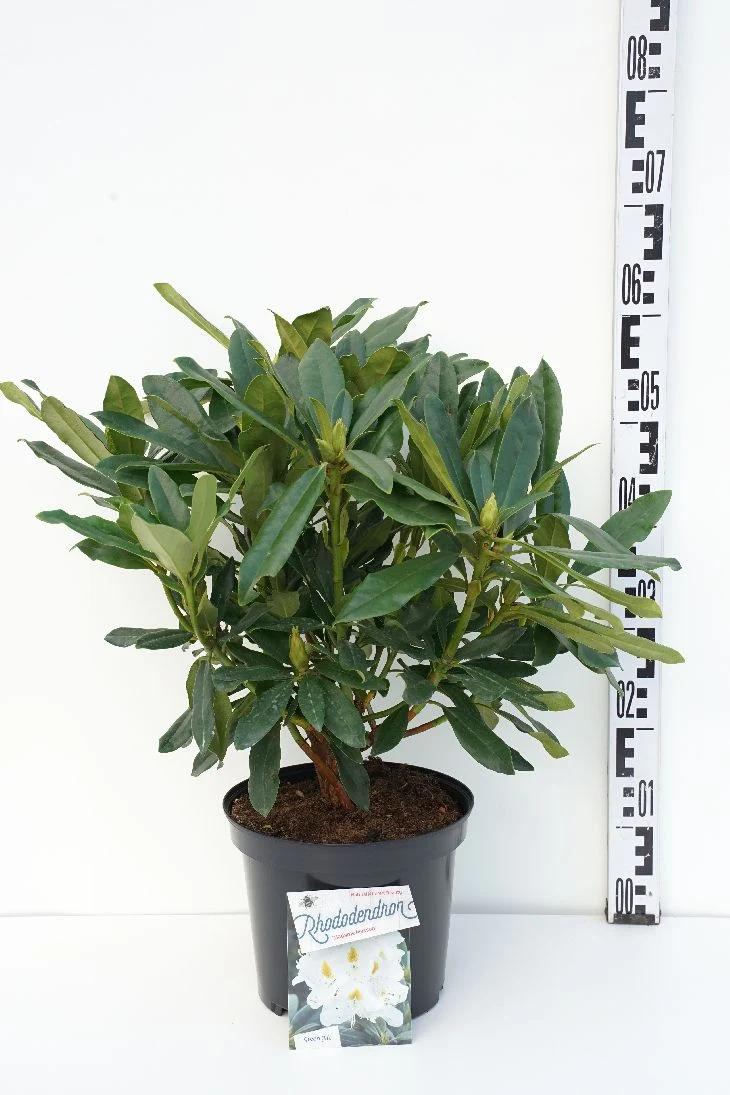Rhododendron 'Madame Masson' C5 (5 liters kruka) 30-40 cm
