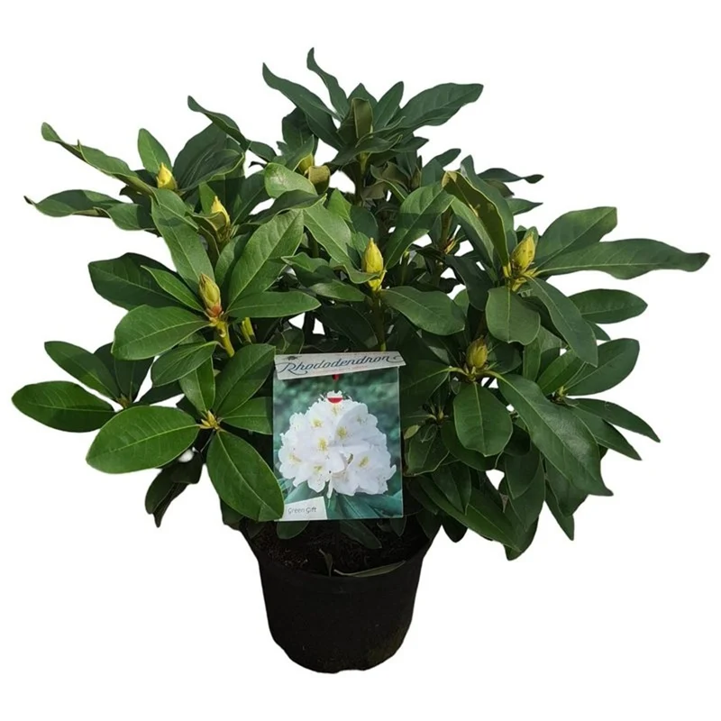 Rhododendron 'Cunningham's White' C5 (5 liters kruka) 30-40 cm