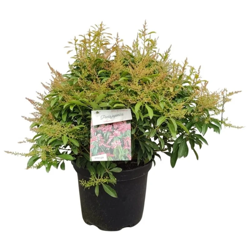 Pieris japonica 'Valley Rose' C10 (10 liters kruka) 40-50 cm