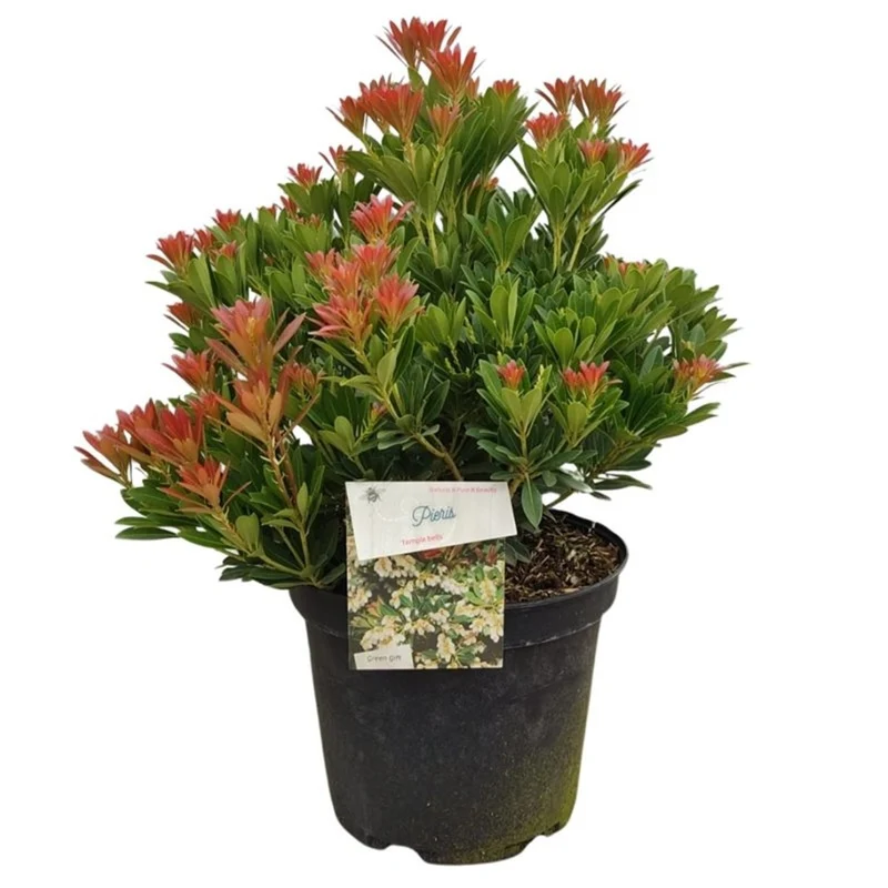Pieris japonica 'Temple Bells' C10 (10 liters kruka) 40-50 cm
