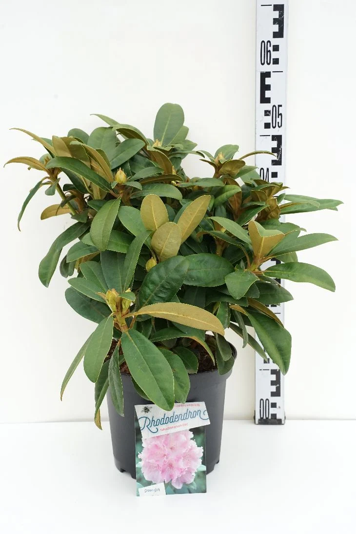 Rhododendron (Y) 'Doc' C5 (5 liters kruka) 30+ cm