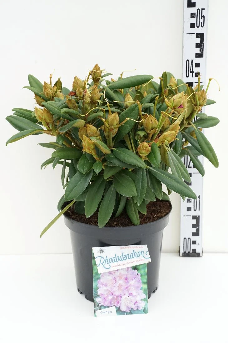 Rhododendron (Y) 'Carol. Allbrook' C5 (5 liters kruka) 30+ cm