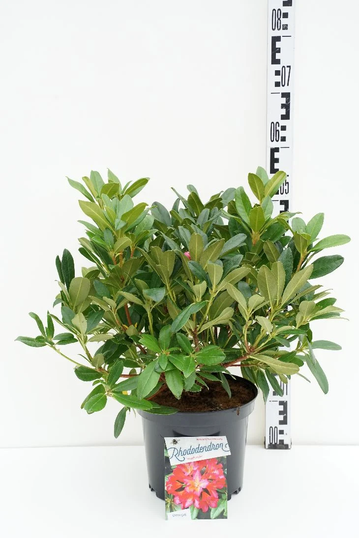 Rhododendron 'Scyphocalix' 30-40 cm C5 (5 liters kruka)