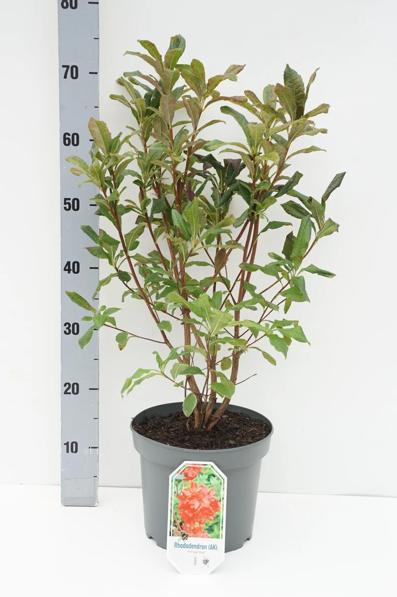Rhododendron (AK) 'Hotspur Red' C5 (5 liters kruka) 40+ cm