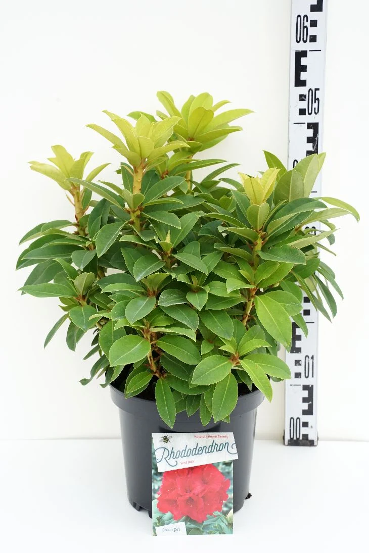 Rhododendron 'Red Jack' C5 (5 liters kruka) 30-40 cm