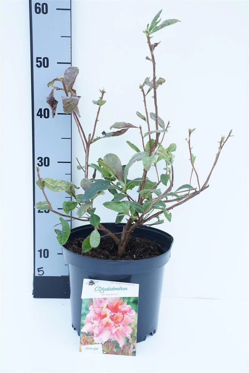 Rhododendron (AK) 'Berryrose' C5 (5 liters kruka) 40+ cm