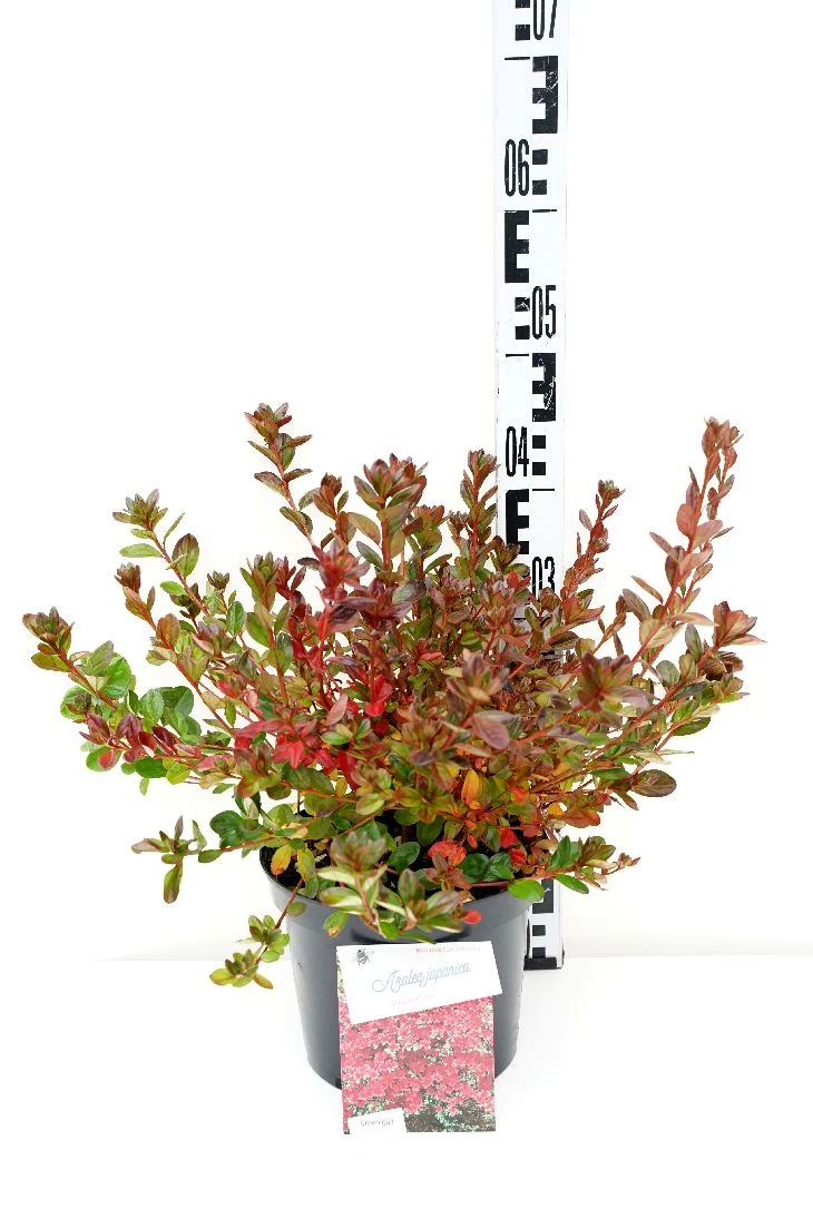 Rhododendron (AJ) 'Stewartstonian' C5 (5 liters kruka) 25-30 cm