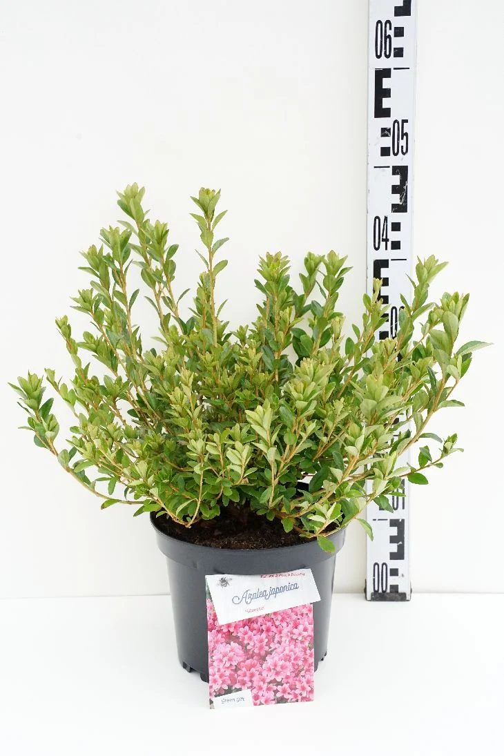 Rhododendron (AJ) 'Silvester' C5 (5 liters kruka) 25-30 cm