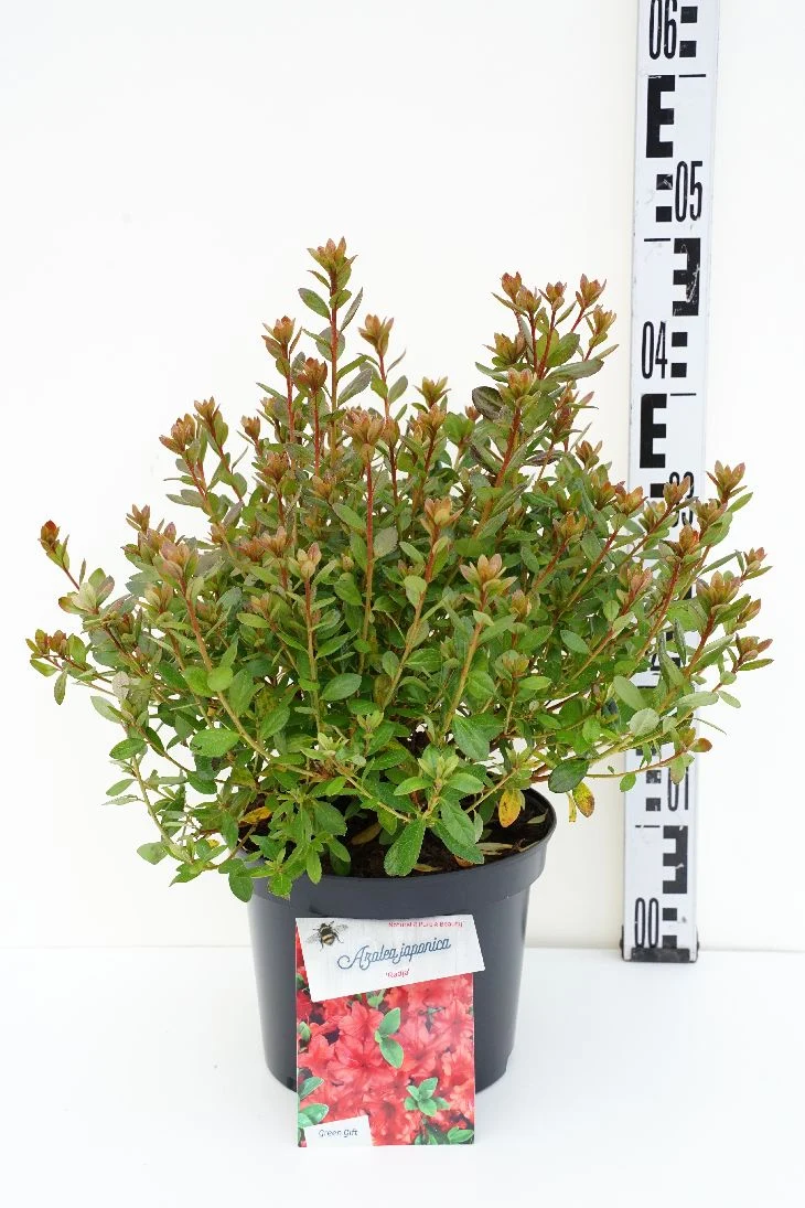 Rhododendron (AJ) 'Radja' C5 (5 liters kruka) 25-30 cm