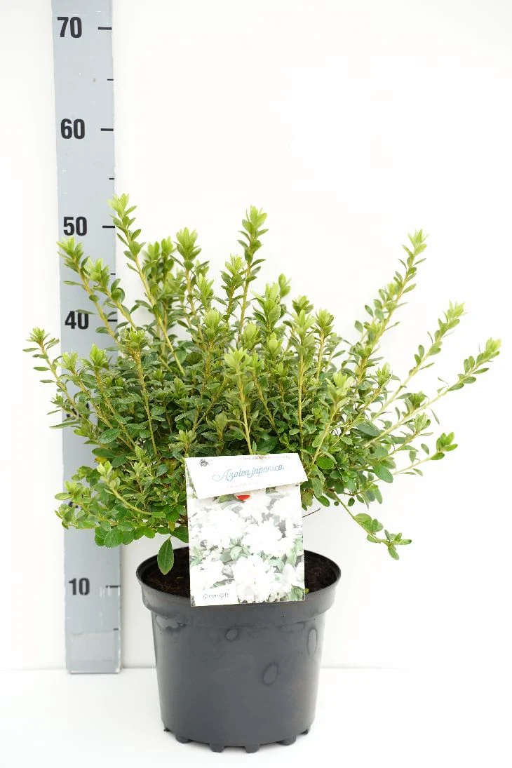 Rhododendron (AJ) 'Pleasant White' C5 (5 liters kruka) 25-30 cm