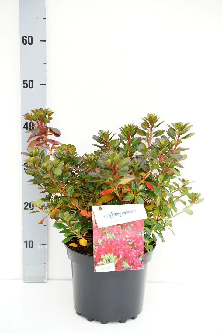 Rhododendron (AJ) 'Moederkensdag' C5 (5 liters kruka) 25-30 cm