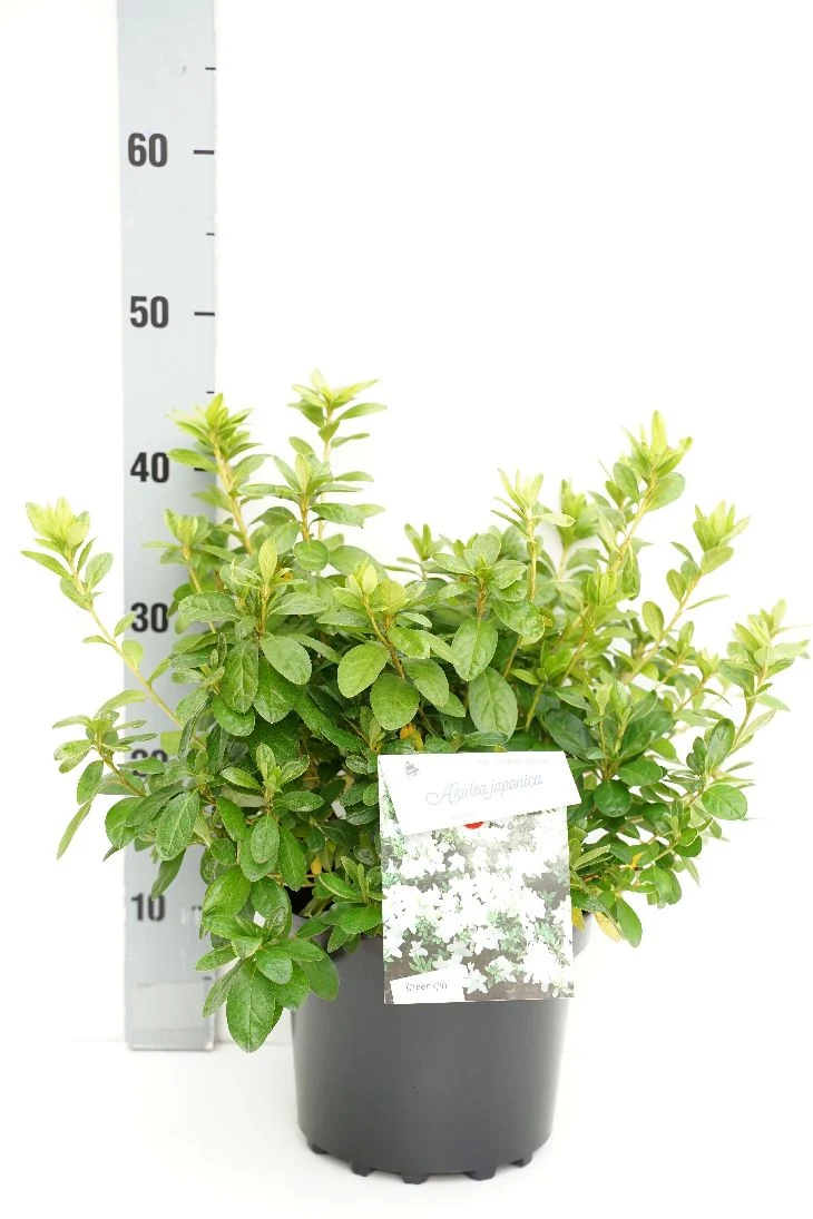 Rhododendron (AJ) 'Adonis' C5 (5 liters kruka) 25-30 cm