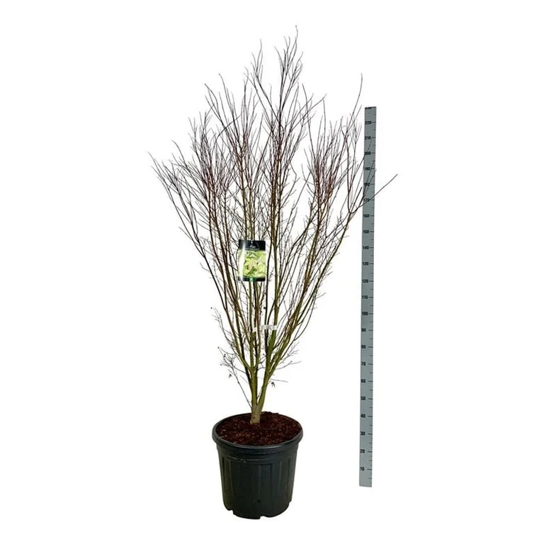 Acer pal. 'Tsukasa Silhouette' C55 (55 liters kruka) 175-200 cm Extra
