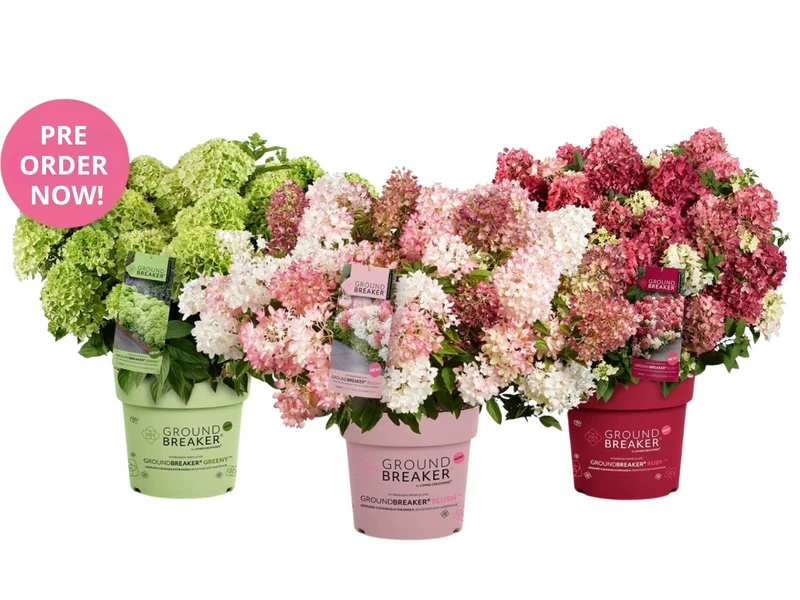 Hydrangea pan. 'Groundbreaker'® i sorter C1,5 (1,5 liters kruka) / 14 cm kruka