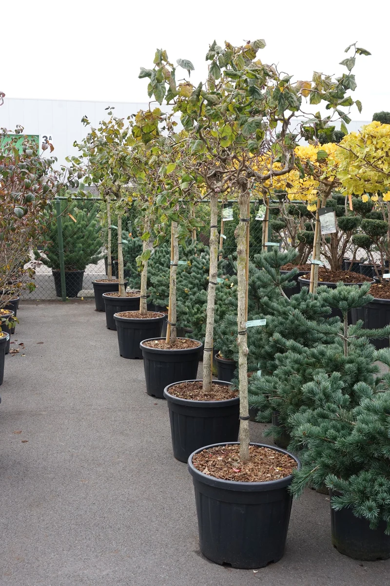 Corylus a. 'Red Majestic' 90 cm stam C55 (55 liters kruka) EXTRA