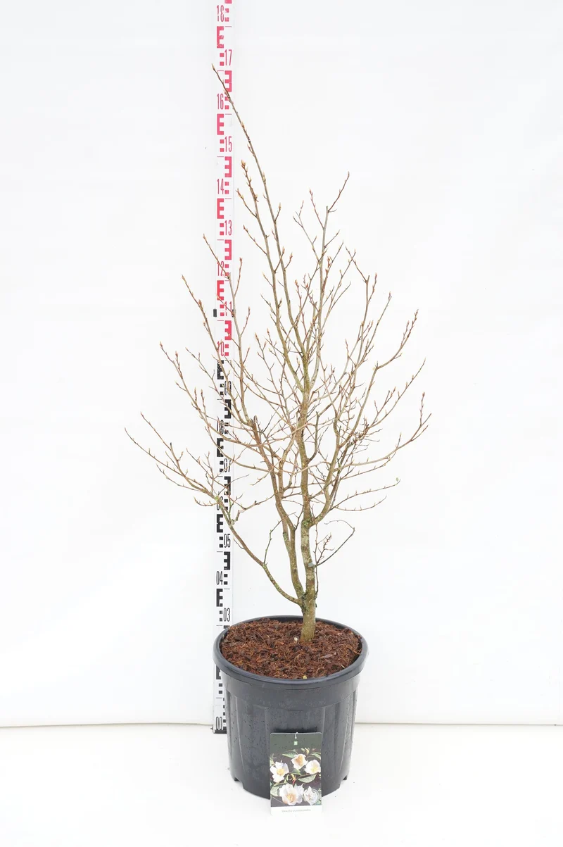 Stewartia pseudocamellia C30 (30 liters kruka) 100-125 cm