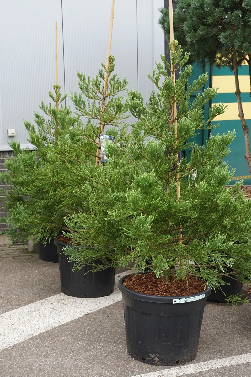 Sequoiadendron giganteum 'Healthy Mammoth Two' PBR C90 (90 liters kruka) 150-175 cm Extra