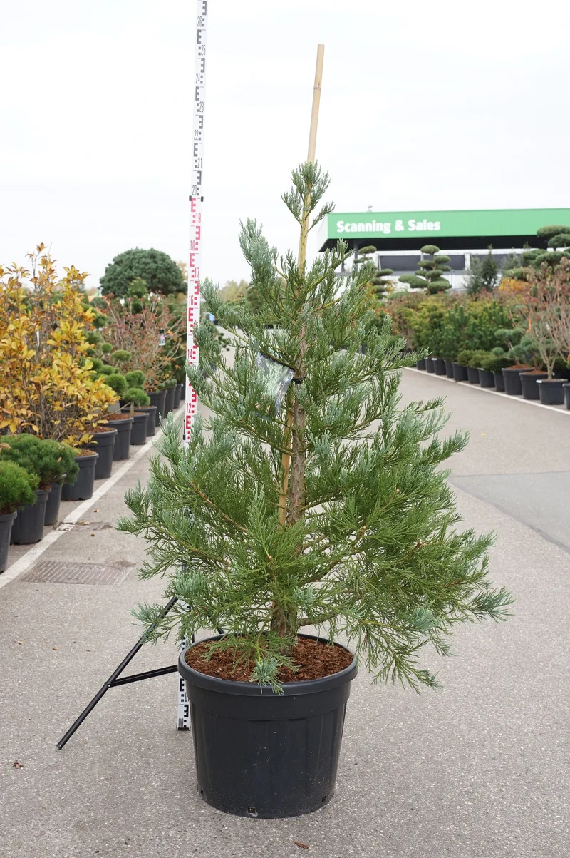 Sequoiadendron giganteum 'Healthy Mammoth One' PBR 175-200 cm C90 (90 liters kruka) Extra