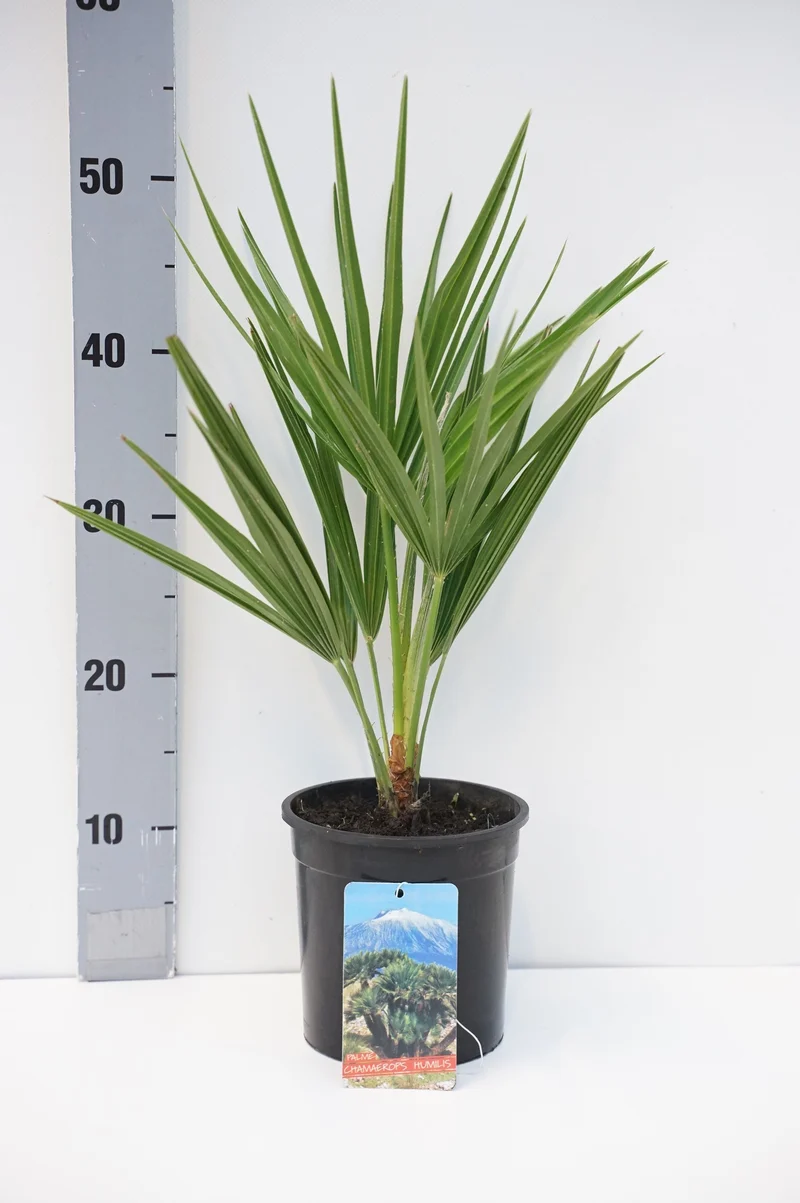 Chamaerops humilis C1,5 (1,5 liters kruka) 25-30 cm