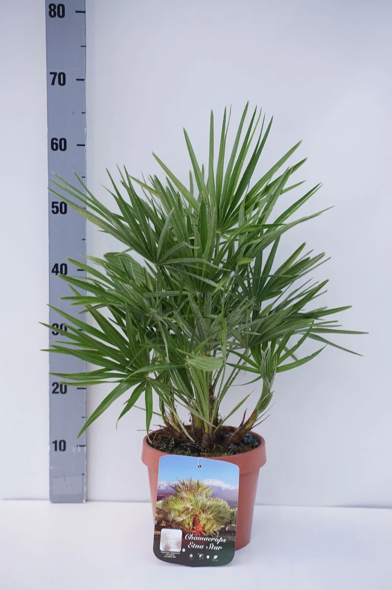 Chamaerops 'Etna Star' C2,5 (2,5 liters kruka) 25-30 cm