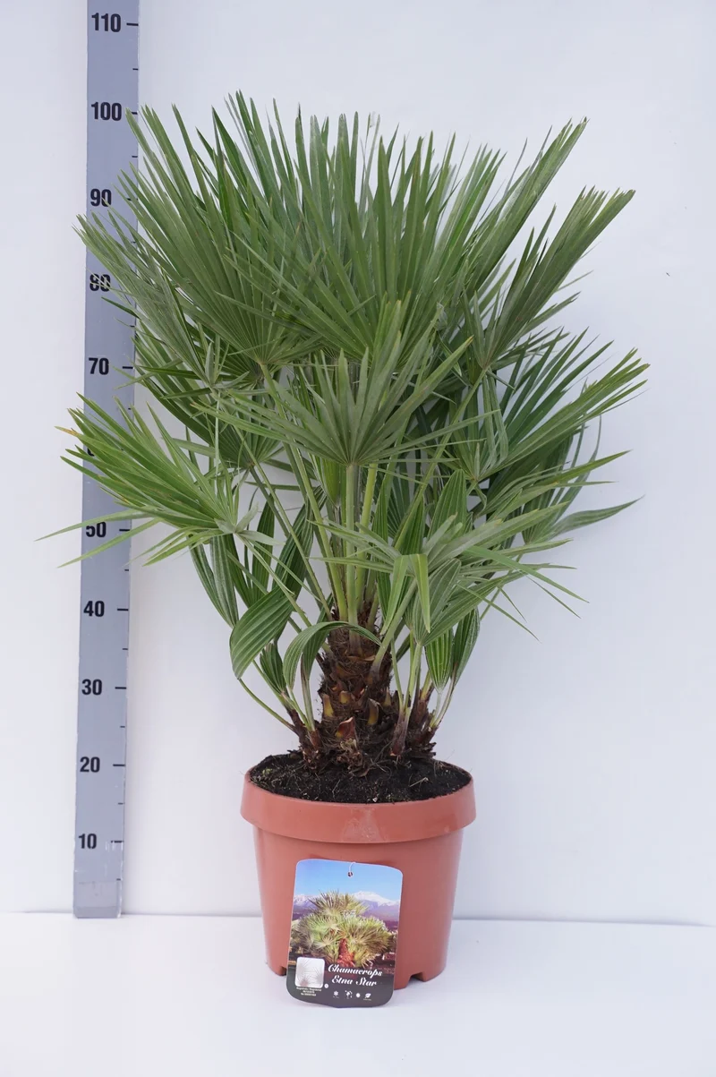 Chamaerops 'Etna Star' C7,5 (7,5 liters kruka) 50-60 cm