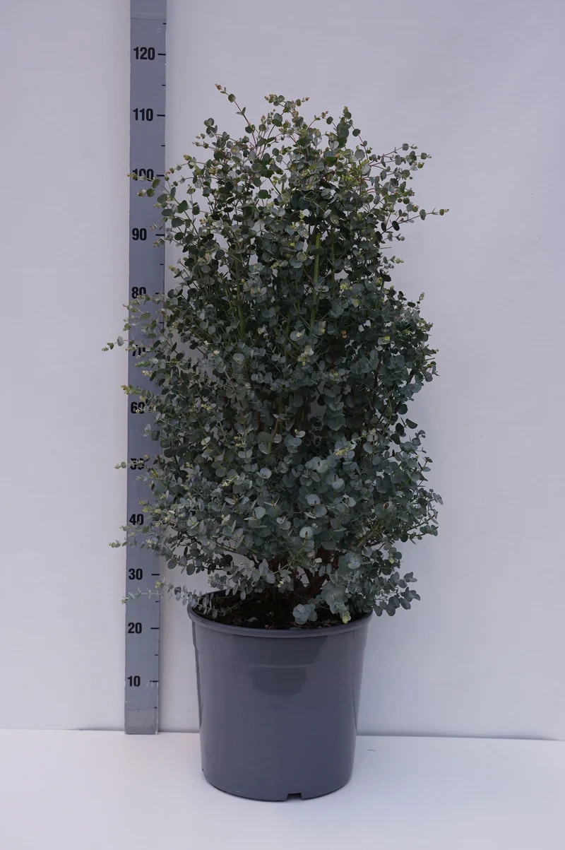 Eucalyptus gunnii 'Azura' C18 (18 liters kruka) 120+ cm