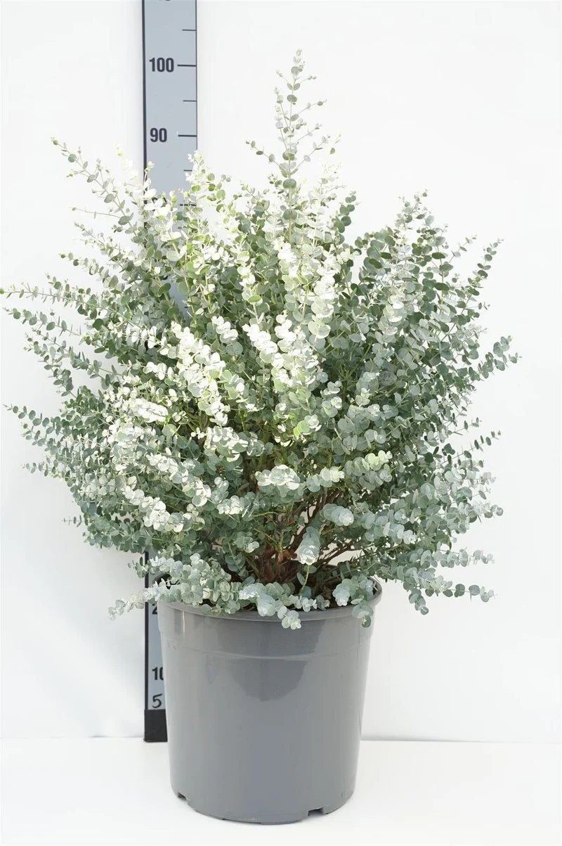 Eucalyptus gunnii 'Azura' C18 (18 liters kruka) 80+ cm