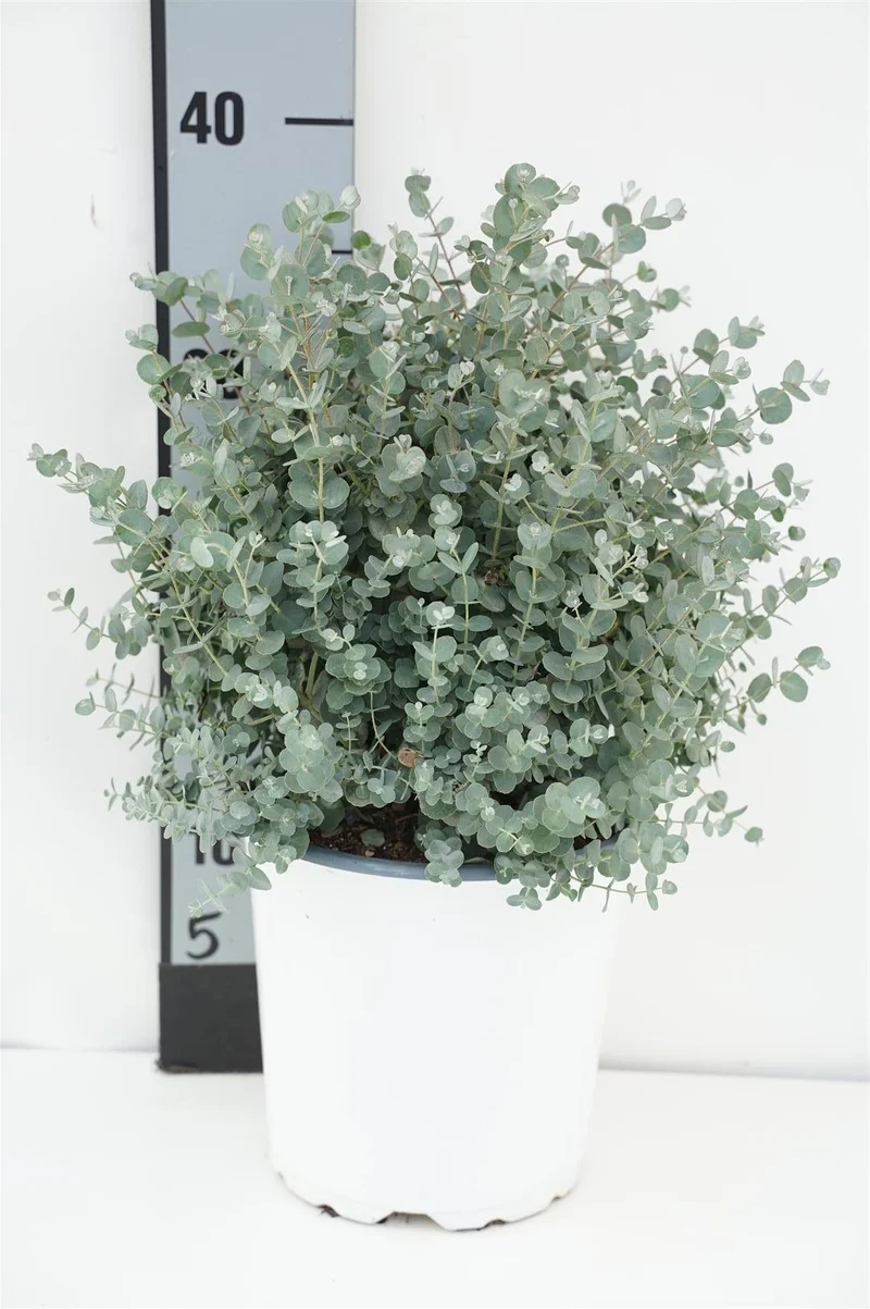 Eucalyptus gunnii C2 (2 liters kruka) 25-30 cm