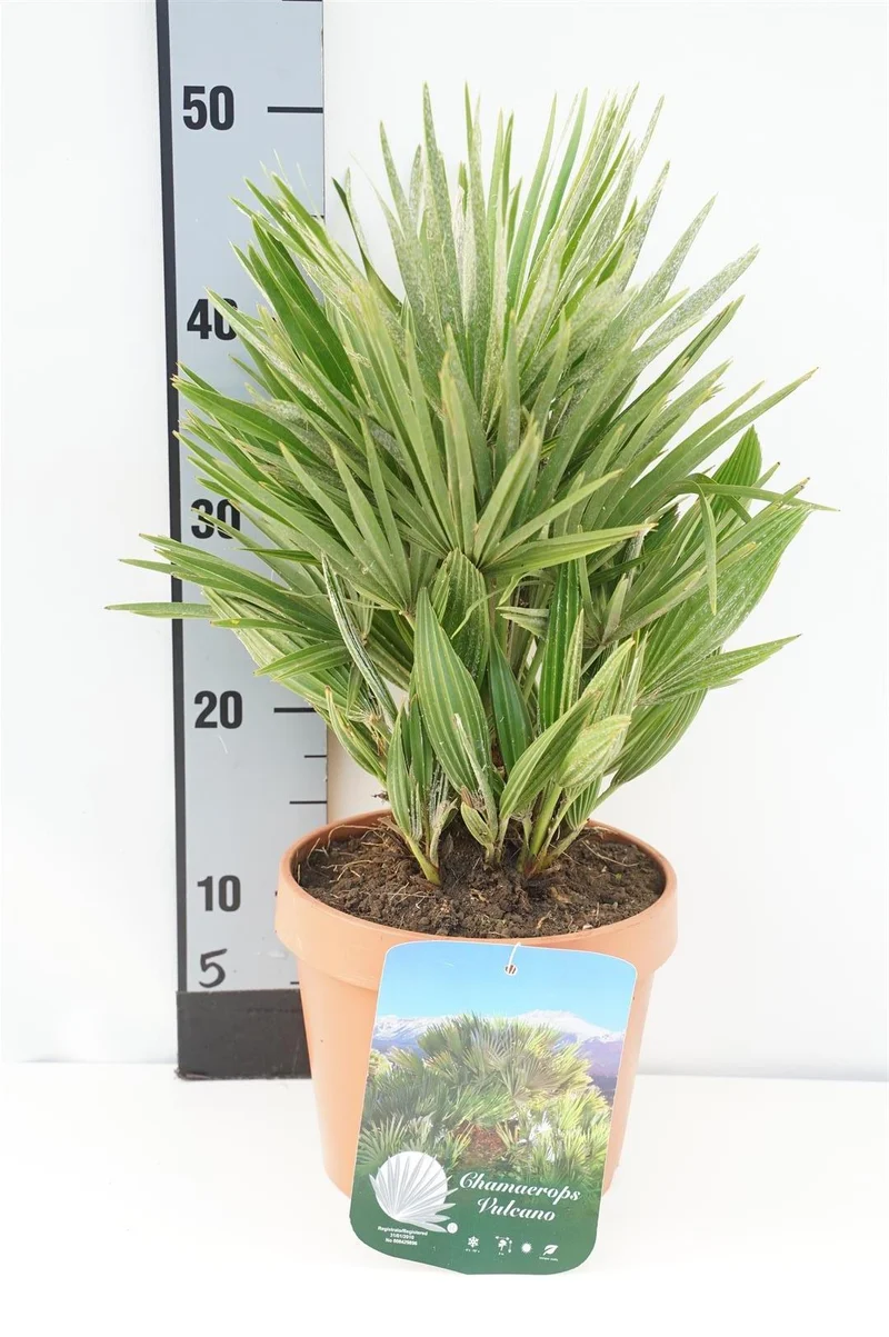 Chamaerops humilis 'Vulcano' C2,5 (2,5 liters kruka) 25-30 cm