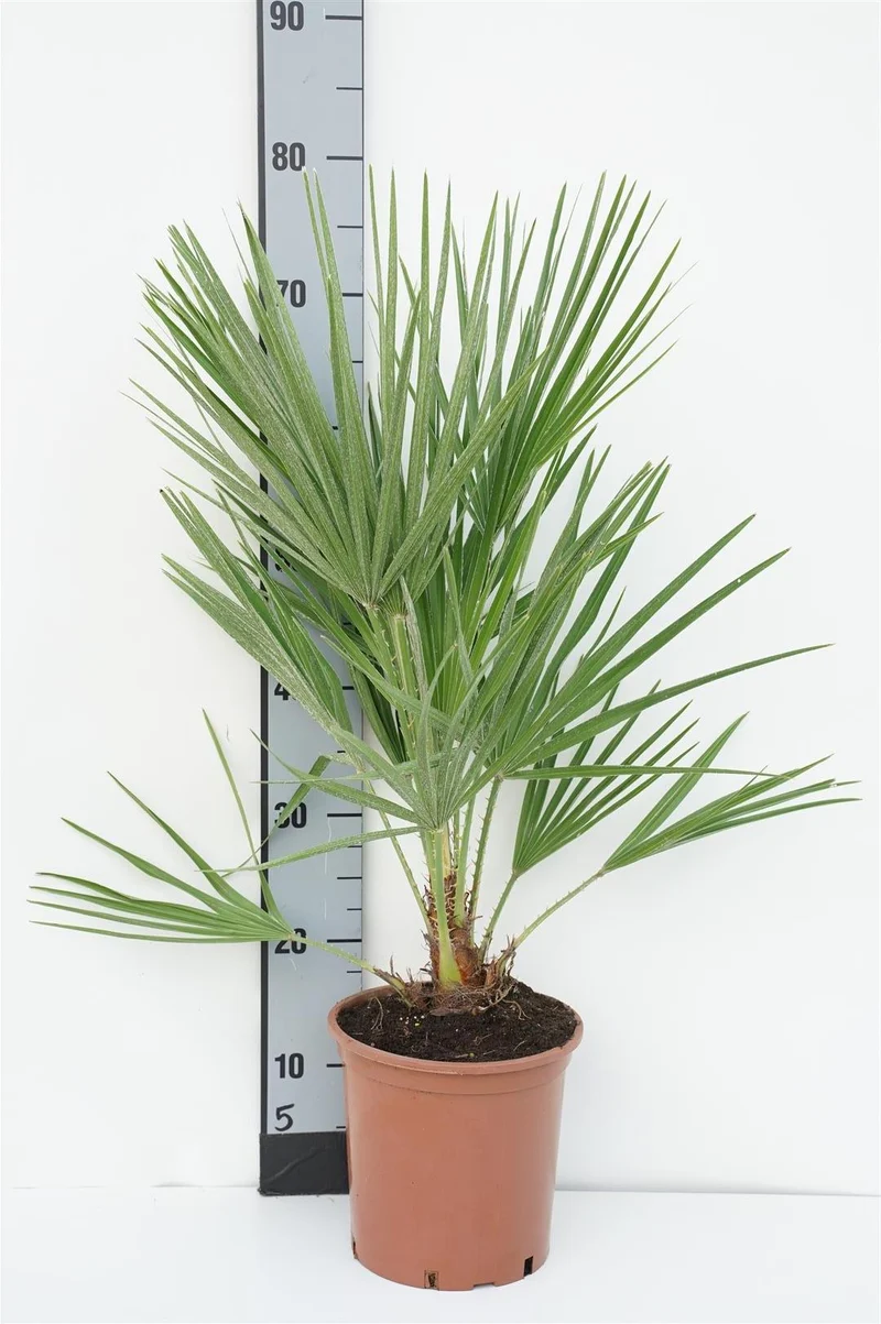Chamaerops humilis C2,5 (2,5 liters kruka) 50-60 cm