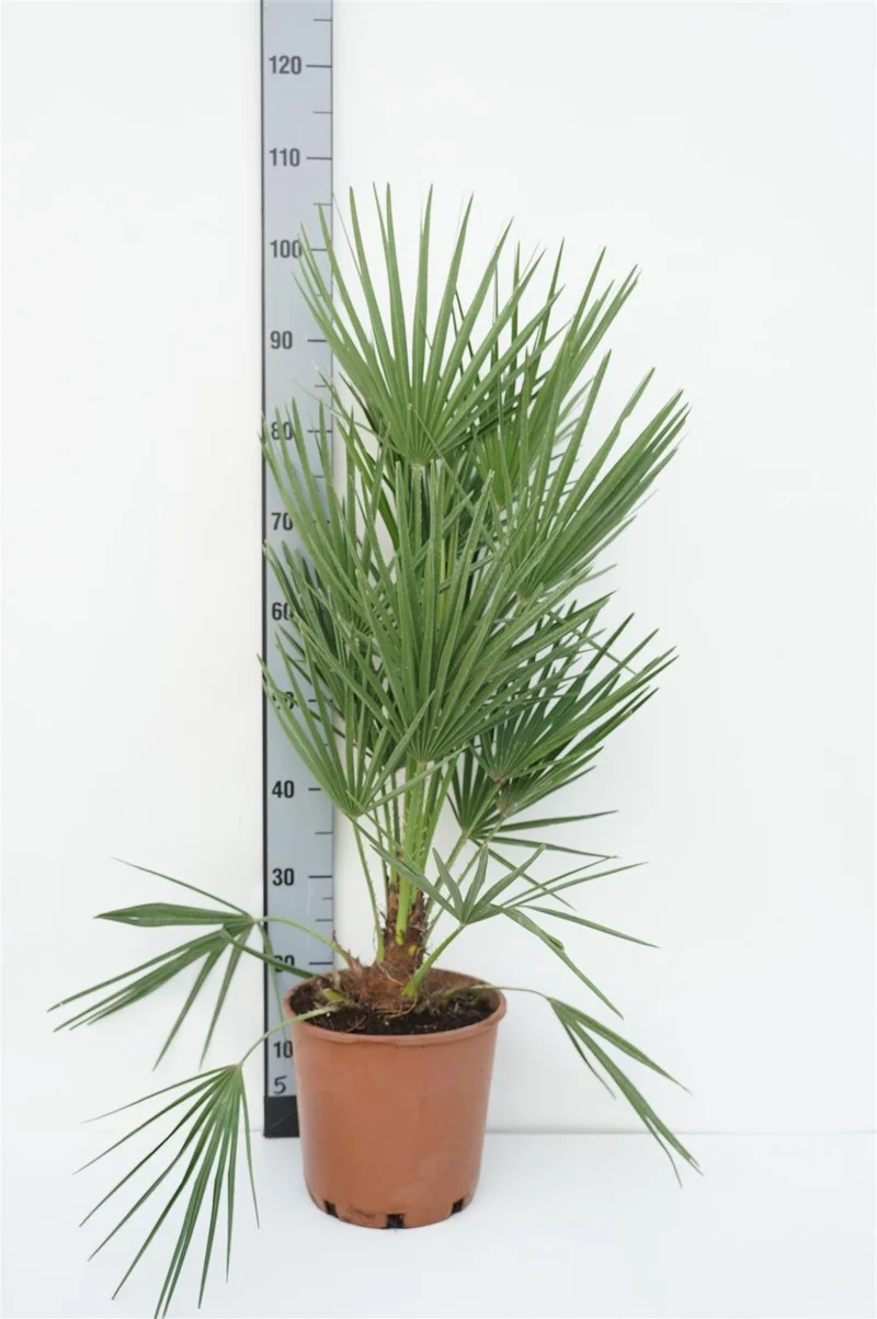 Chamaerops humilis (Dvärgpalm) 80-90 cm C5 (5 liters kruka)