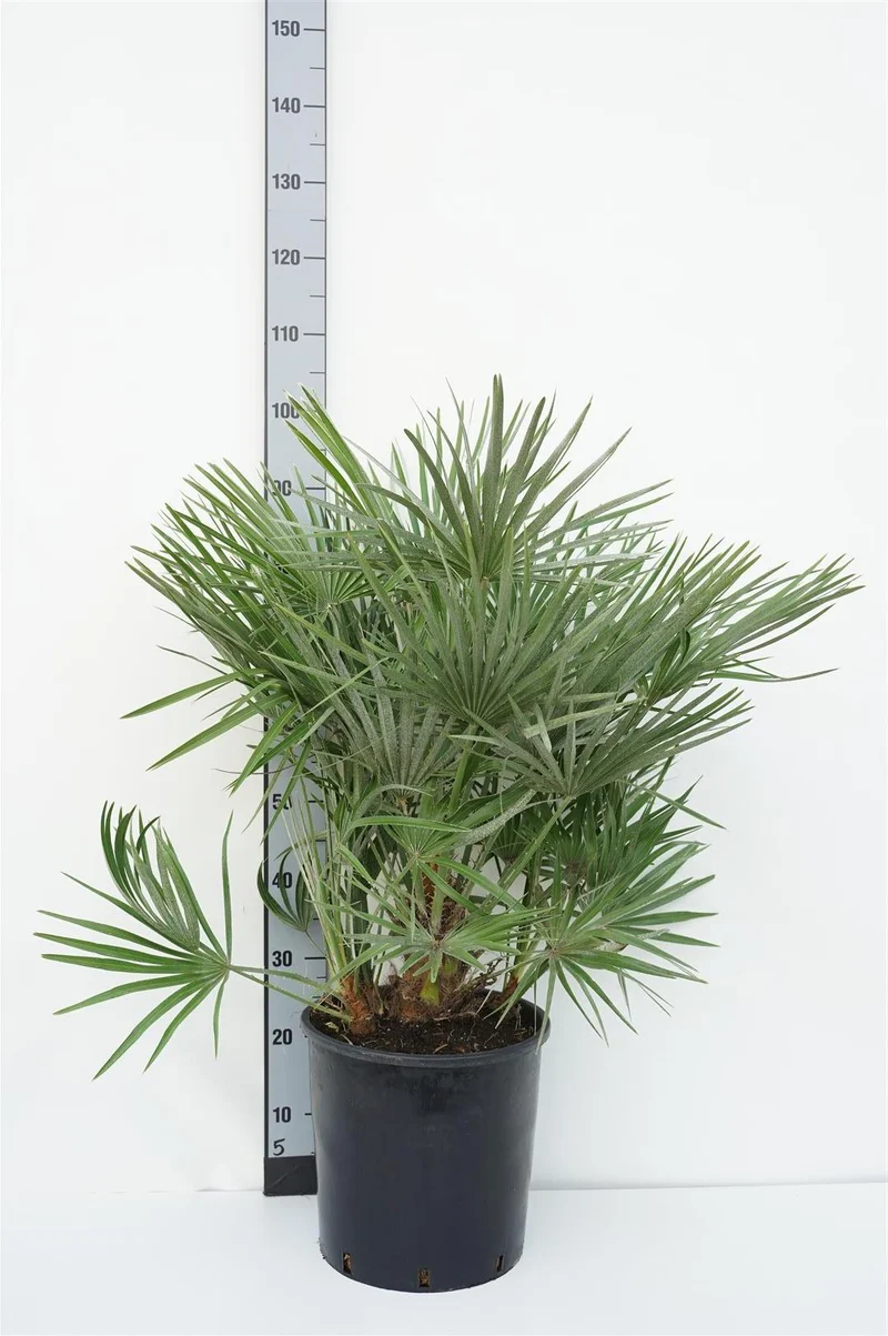 Chamaerops humilis C15 (15 liters kruka) 90-100 cm