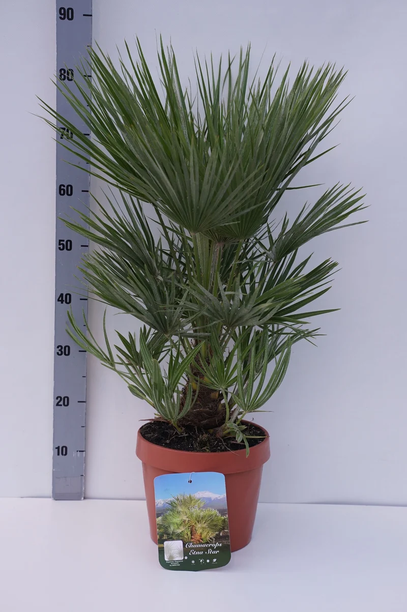 Chamaerops 'Etna Star' C4,5 (4,5 liters kruka) 30-40 cm