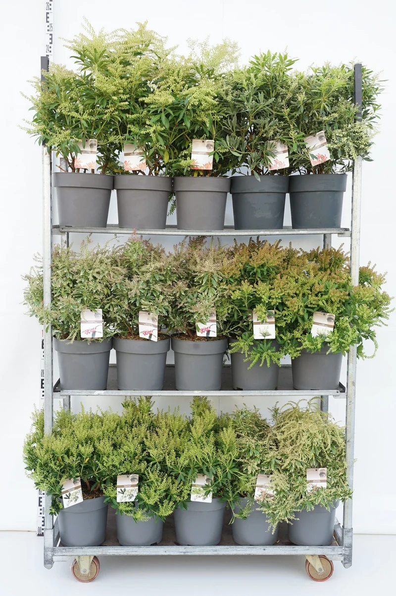 Pieris i sorter C10 (10 liters kruka)