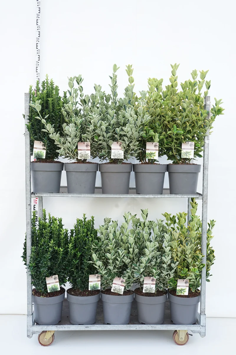 Euonymus japonicus sorter C10 (10 liters kruka)
