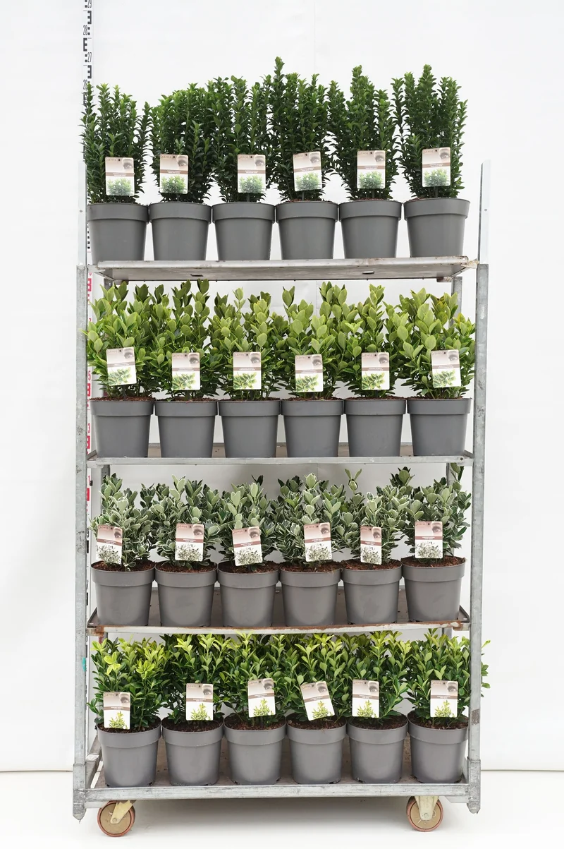 Euonymus i sorter C5 (5 liters kruka) / 23 cm kruka