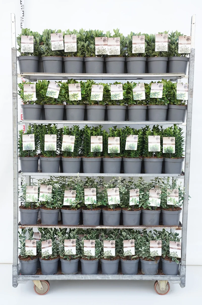 Euonymus i sorter C2 (2 liters kruka / 17 cm kruka)