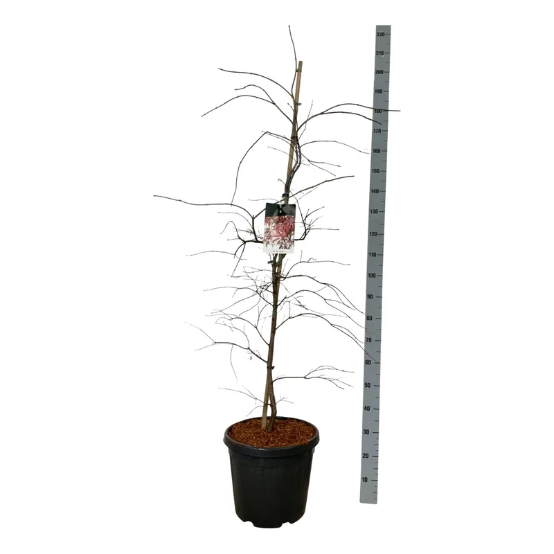 Acer palmatum 'Garnet' C30 (30 liters kruka) 125-150 cm