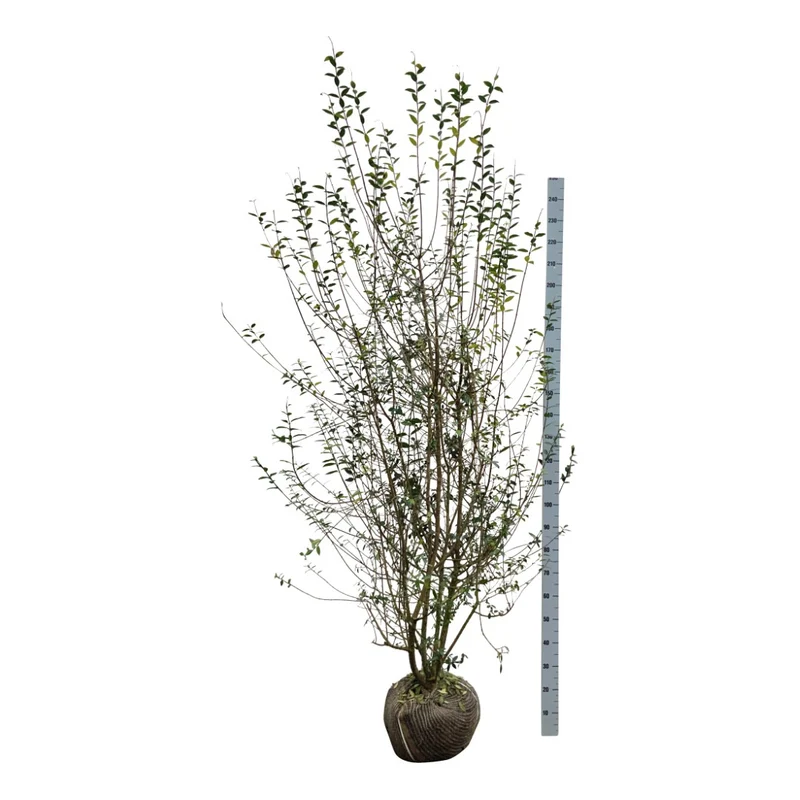 Ligustrum vulg. 'Atrovirens' 200-225 cm rotklump