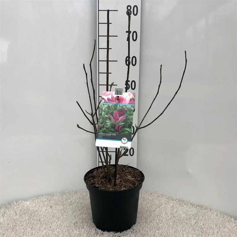 Magnolia liliiflora 'Nigra' C5 (5 liters kruka) 40-50 cm