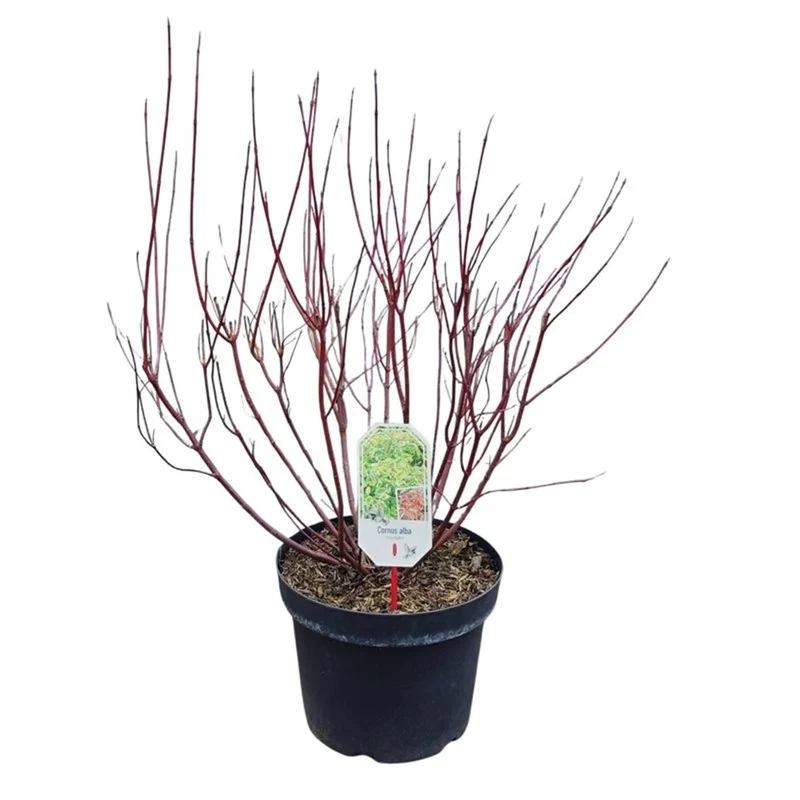 Cornus alba 'Kesselringii' C3 (3 liters kruka) / 19 cm kruka 30-40 cm